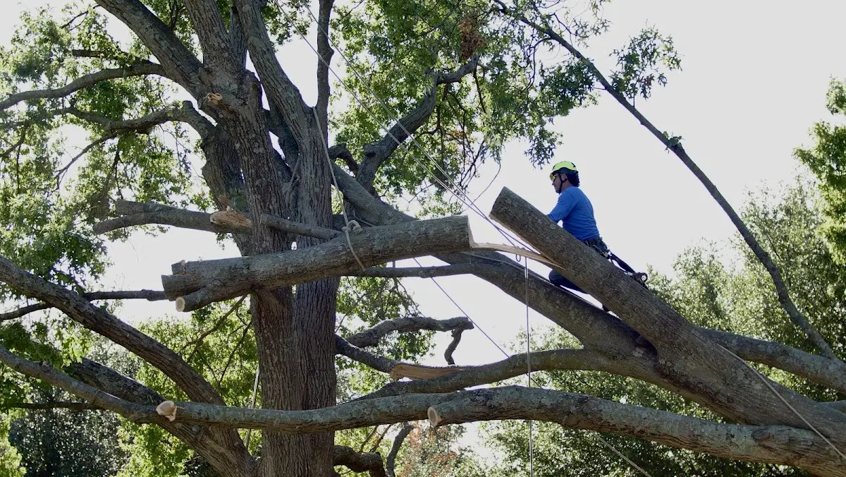Professional Hazardous Tree Removal performed by certified arborists in Bartow